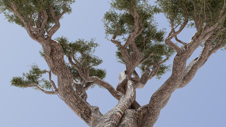 Interactive Invigoration tree modeling