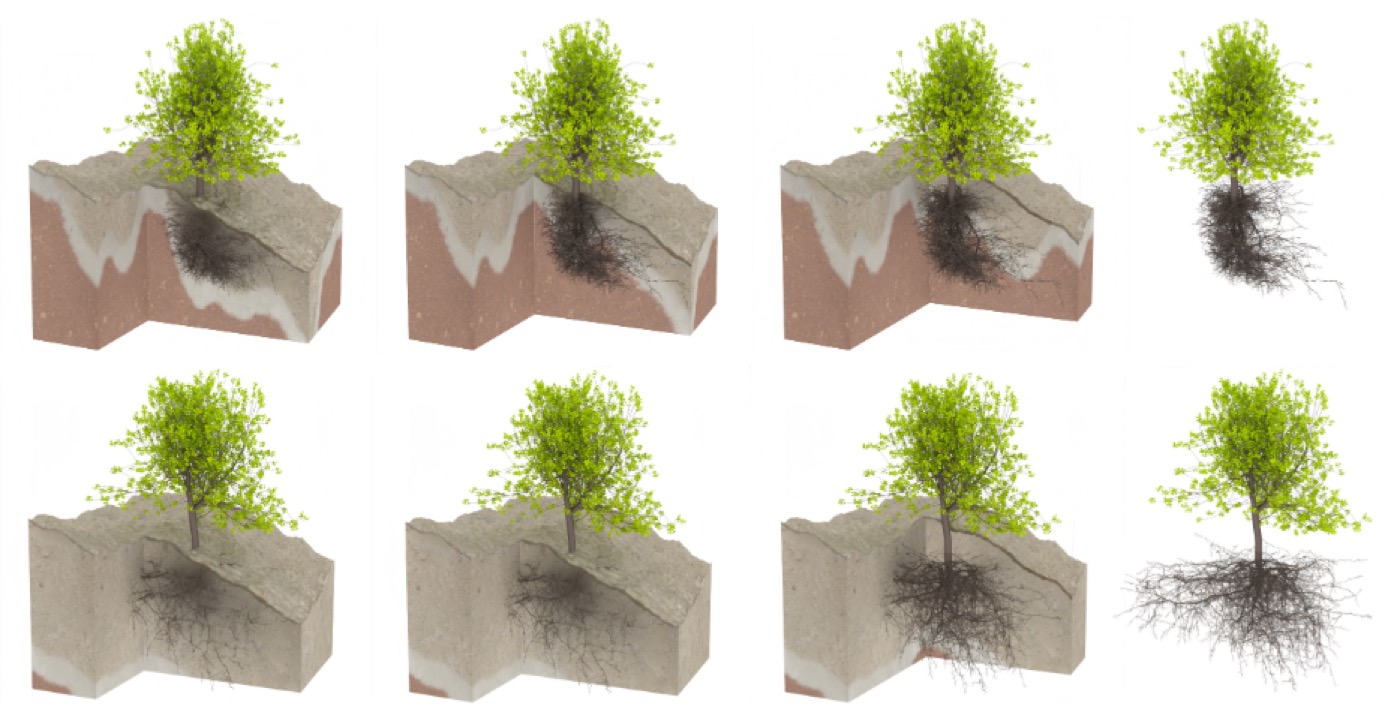 Rhizomorph root and shoot modeling