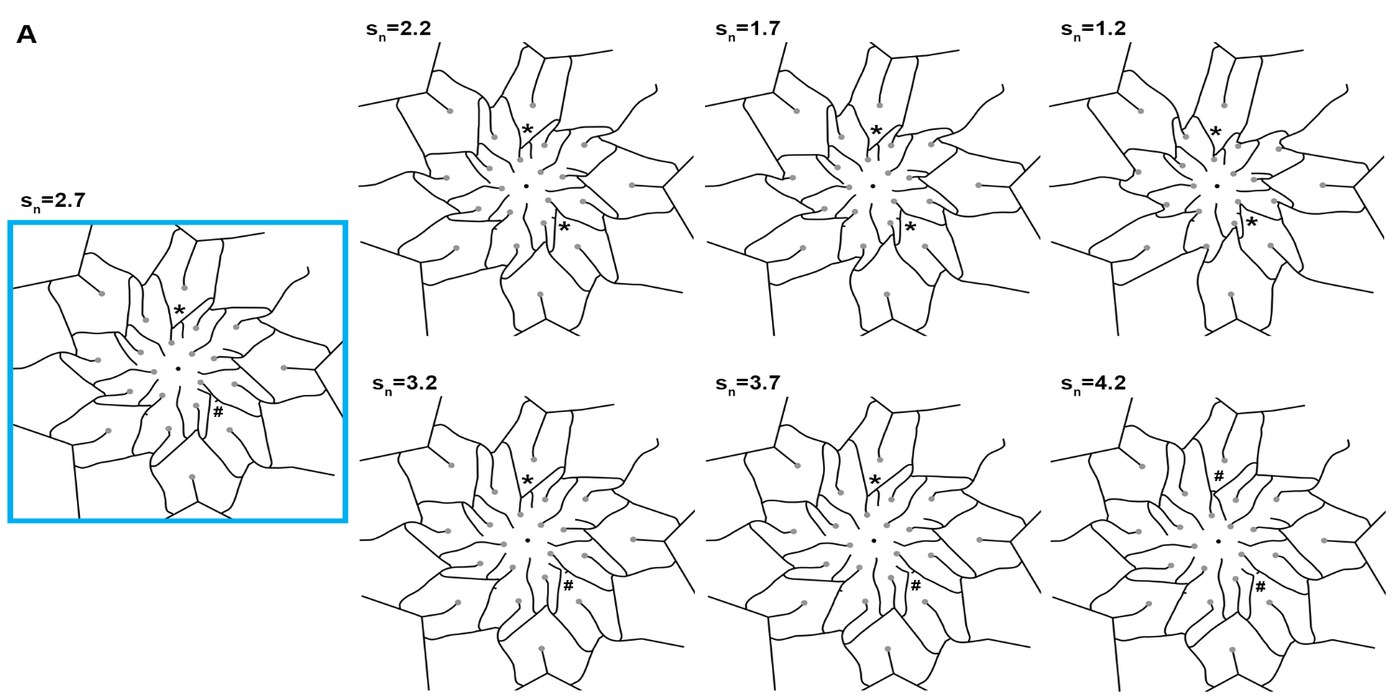 Simulated self-organizing vascular strand patterns